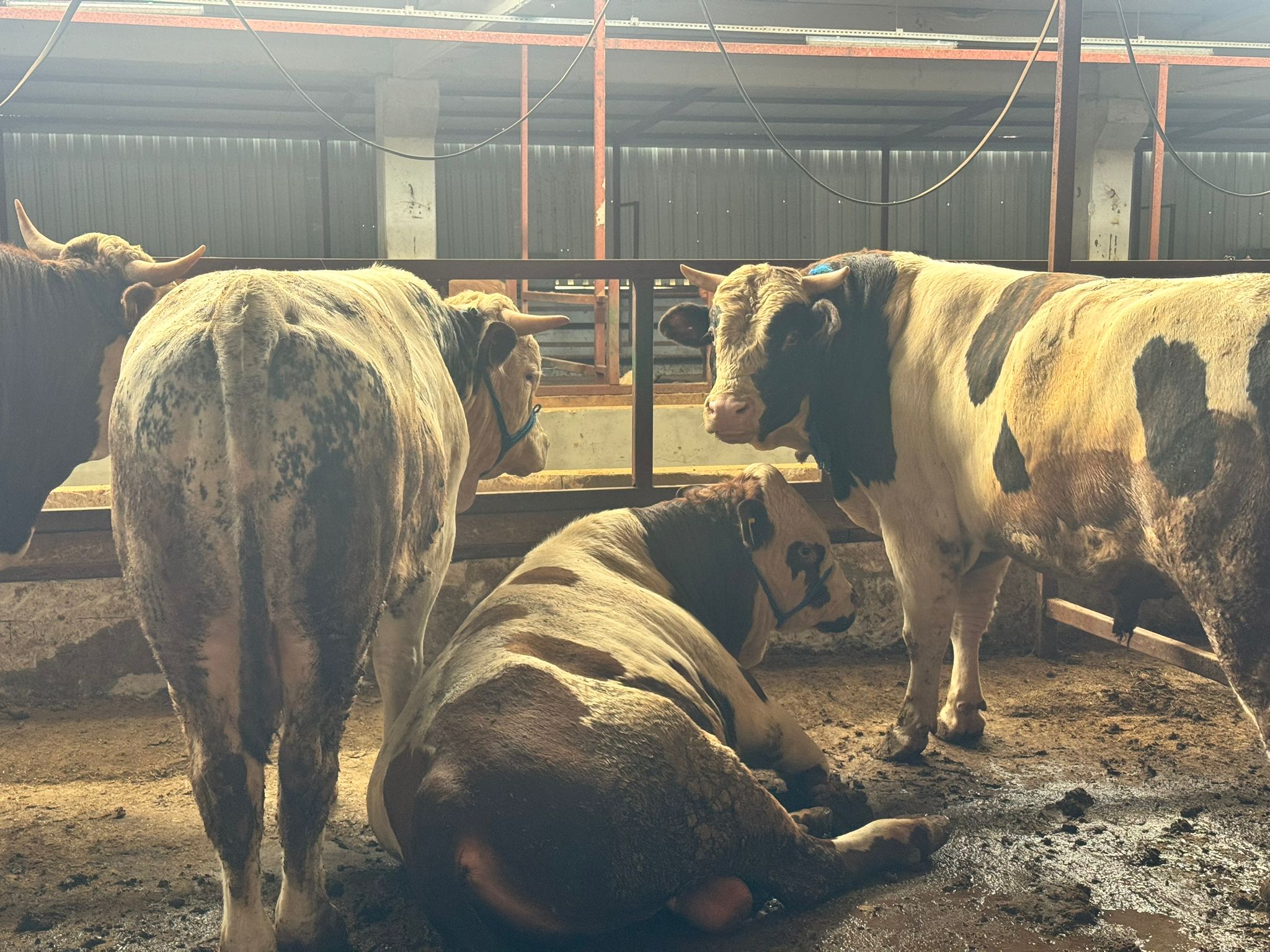 Kurbanlık Danalar Yakın Çekim